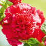 Hollyhock 'Chater's Scarlet'