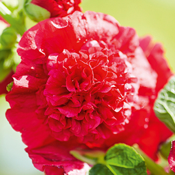 Hollyhock 'Chater's Scarlet'