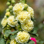 Hollyhock 'Double Yellow' - Seeds
