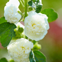 Hollyhock 'Chater's White'