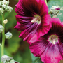 Hollyhock 'Creme de Cassis'