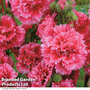 Hollyhock 'Fiesta Time' - Seeds