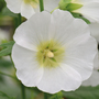 Hollyhock 'Halo White' - Seeds