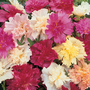 Hollyhock 'Majorette Mixed' - Seeds