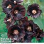 Hollyhock 'Nigra'