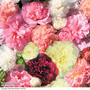 Hollyhock 'Powder Puffs Mixed' - Seeds