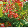 Honeysuckle 'Dropmore Scarlet'