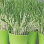 Cat Grass 'Tabby Cat' - Seeds