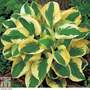 Hosta 'Brim Cup'