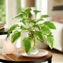 Hosta BotaniQua 'Flamed Green' Hydroponic Kit