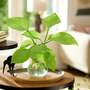 Hosta BotaniQua 'Fresh Green' Hydroponic Kit