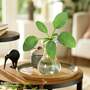 Hosta BotaniQua 'Iced Green' Hydroponic Kit