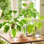 Hosta BotaniQua Collection Hydroponic Kit