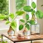 Hosta BotaniQua Collection Hydroponic Kit - Gift