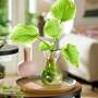 Hosta BotaniQua 'Flamed Green' Hydroponic Kit - Gift