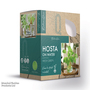 Hosta BotaniQua 'Fresh Green' Hydroponic Kit - Gift