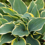 Hosta 'First Frost'