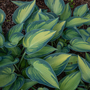 Hosta 'June'