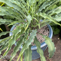 Hosta 'Silly String'