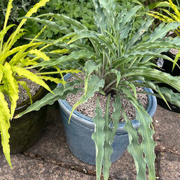 Hosta 'Party Streamers'