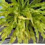 Hosta 'Party Streamers'