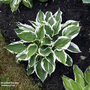 Hosta 'Patriot'