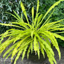 Hosta 'Silly String'