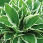 Hosta 'Wide Brim'