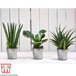Easy Care Houseplant Collection