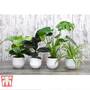 House Plant Urban Jungle Collection