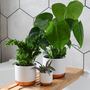 Green Houseplants Bathroom Trio