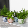 Mixed Delphi Ceramic House Plants