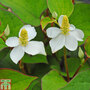 Houttuynia cordata