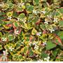 Houttuynia cordata 'Chameleon' (Marginal Aquatic)