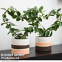 Heart-Shaped Hoya carnosa in Decorative Ceramic Pot