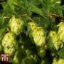 Humulus lupulus