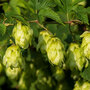 Humulus lupulus