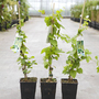 Humulus lupulus 'Aureus'