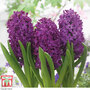 Hyacinth 'Woodstock'