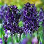 Hyacinth 'Dark Dimension'