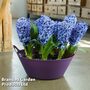Hyacinth 'Delft Blue'