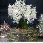 Hyacinth Glass Bowl - Gift