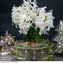 Hyacinth Lit Glass Bowl - Gift