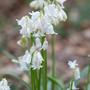 Bluebell 'White'