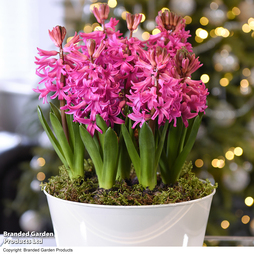 Hyacinth 'Pink Pearl' - Gift