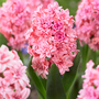 Hyacinth 'Spring Beauty'