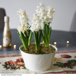 Hyacinth 'White Pearl' - Gift