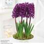 Hyacinth 'Woodstock'