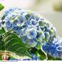 Hydrangea macrophylla 'Magical Revolution Blue' Standard