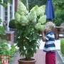 Hydrangea paniculata 'Magical Moonlight'